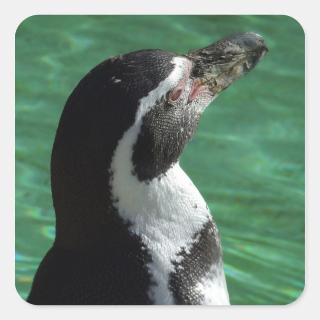 Penguin Stickers (Front)