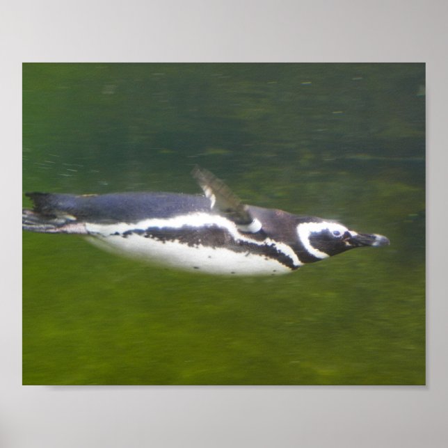 Penguin Swimming Poster (Front)