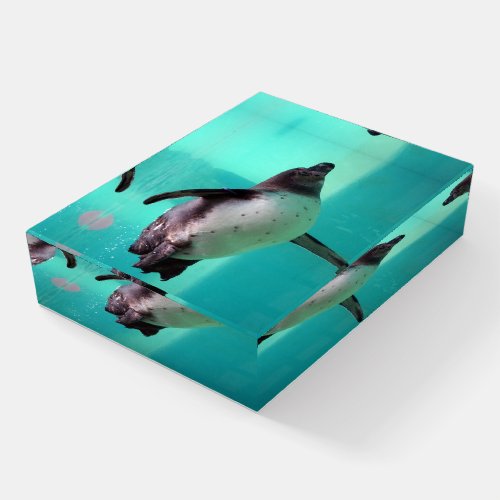 Penguin Swimming Underwater Paperweight