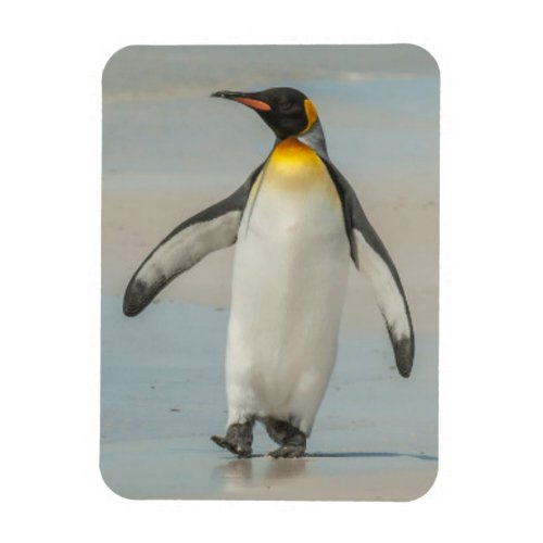 Penguin walking on the beach magnet