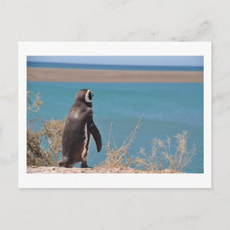 Penguin wants to go postcard