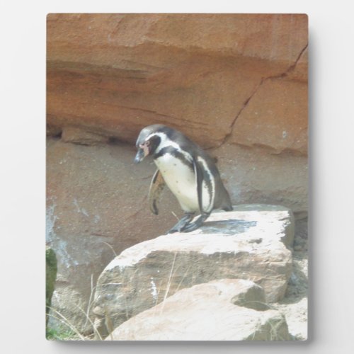Penguin Wildlife Animal Wild Bird Zoo Summer Plaque