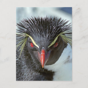 Penguin with red eyes postcard