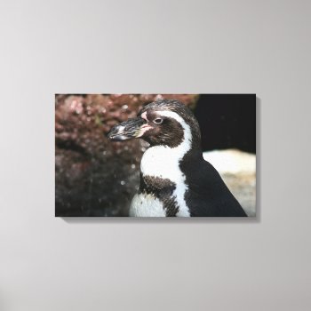 Penguin Wrapped Canvas by lynnsphotos at Zazzle