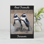 Penguins (Standing Front)