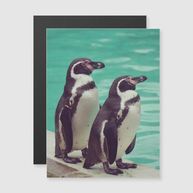 Penguins (Front/Back)