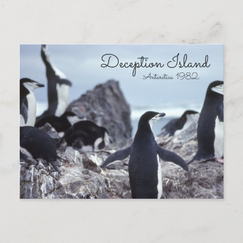 Penguins Antarctica Deception Island Postcard