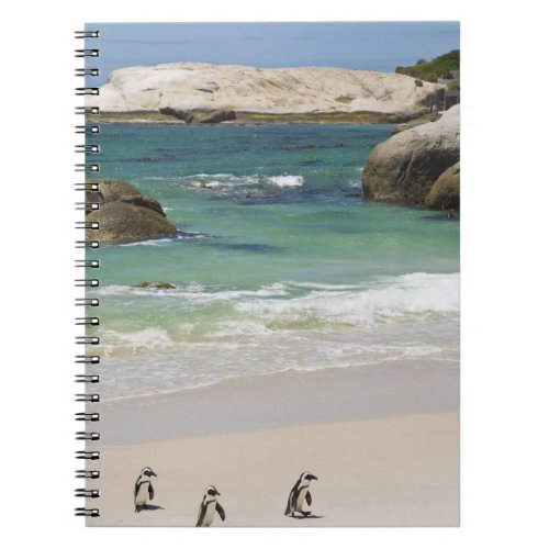 Penguins at Boulders Beach Simons Town South 2 Notebook