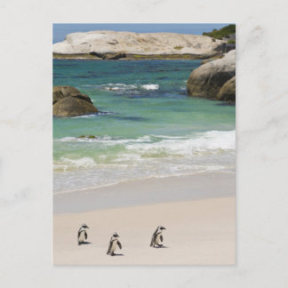 Penguins at Boulders Beach, Simons Town, South 2 Postcard