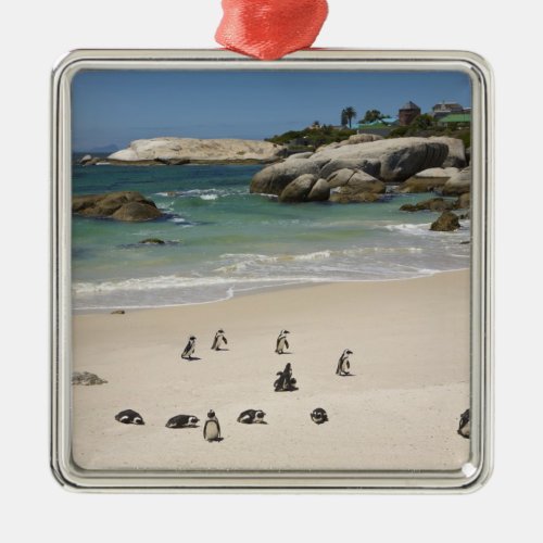 Penguins at Boulders Beach Simons Town South Metal Ornament