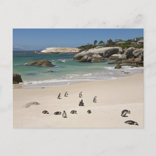 Penguins at Boulders Beach Simons Town South Postcard
