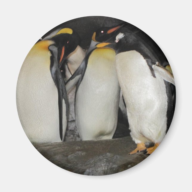 Penguins at the Zoo Magnet (Front)