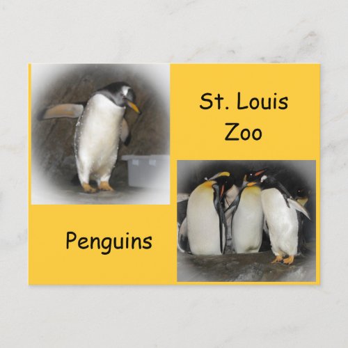 Penguins at the Zoo Postcard