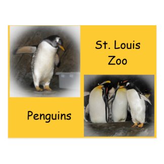 Penguins at the Zoo Postcard