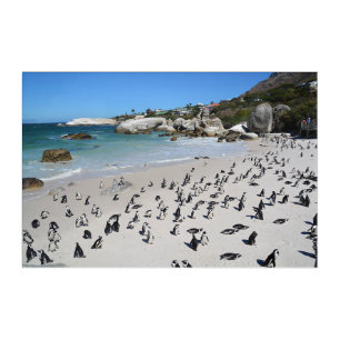 Penguins Boulders Beach   South Africa Acrylic Print