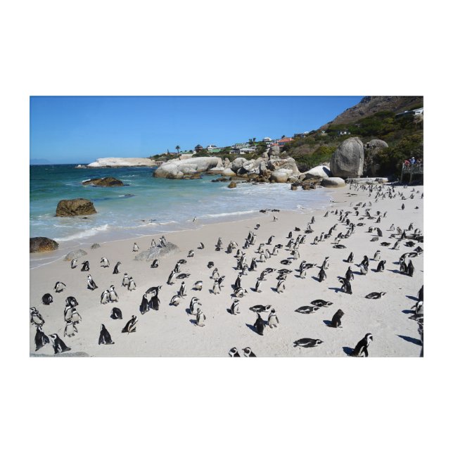 Penguins Boulders Beach | South Africa Acrylic Print (Front)