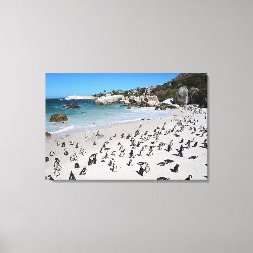 Penguins Boulders Beach  South Africa Canvas Print