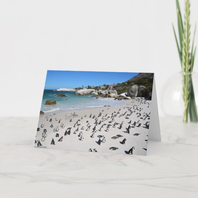 Penguins Boulders Beach | South Africa Card (Front)