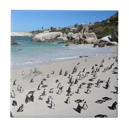 Penguins Boulders Beach  South Africa Ceramic Tile