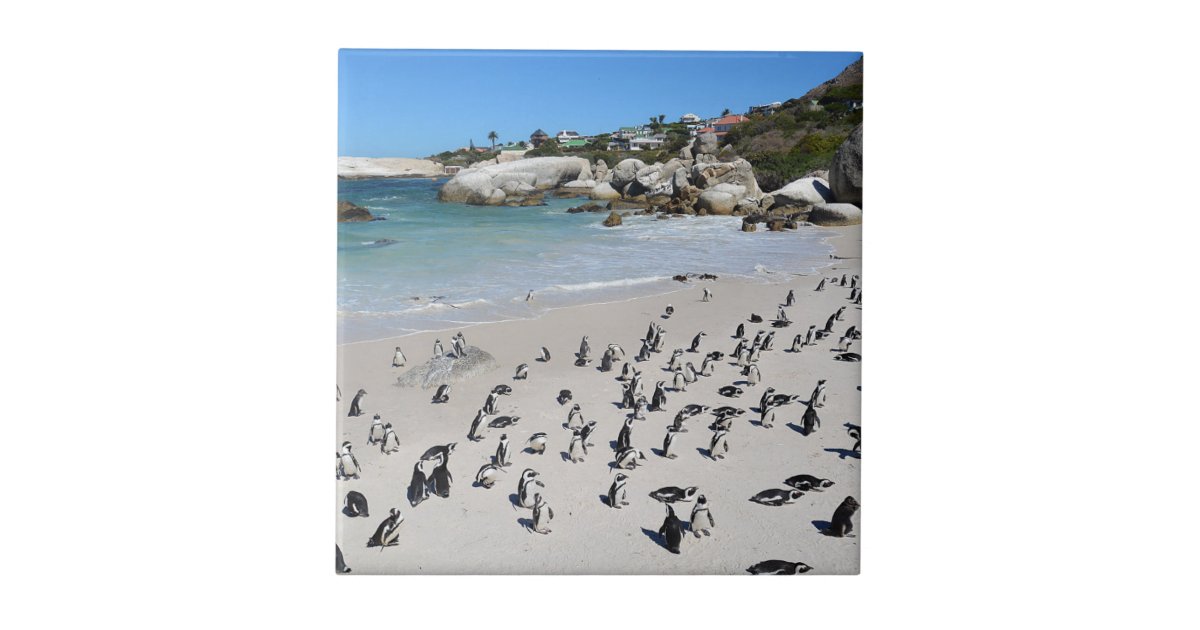 Penguins Boulders Beach | South Africa Ceramic Tile | Zazzle