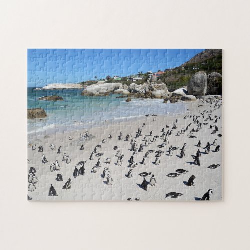 Penguins Boulders Beach  South Africa Jigsaw Puzzle