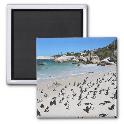 Penguins Boulders Beach  South Africa Magnet