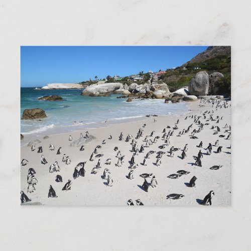 Penguins Boulders Beach  South Africa Postcard