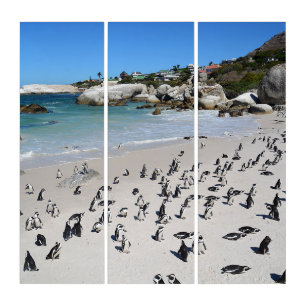 Penguins Boulders Beach South Africa Triptych