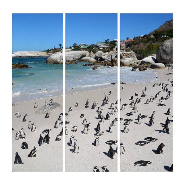 Penguins Boulders Beach | South Africa Triptych (Front)