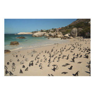 Penguins Boulders Beach   South Africa Wood Wall Art