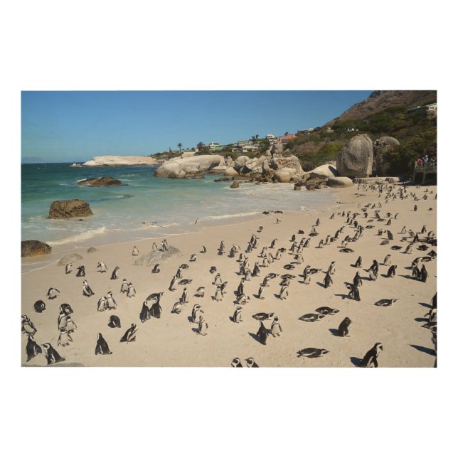 Penguins Boulders Beach | South Africa Wood Wall Art (Front)