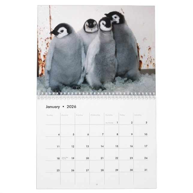 Penguins Calendar (Jan 2026)