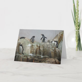 Penguins Card