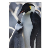 Penguins! Cards (Front)