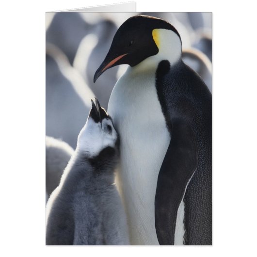 Penguins! Cards (Front)