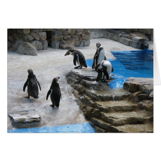Penguins Cards (Front Horizontal)