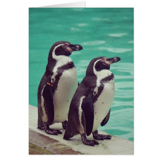 Penguins Cards (Front)