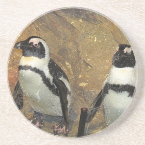 Penguins Coaster