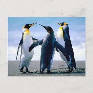 Penguins- Foto Maravilhosa Postcard