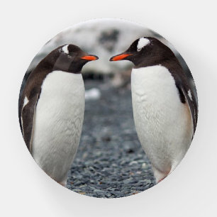 Penguins Glass Paperweight