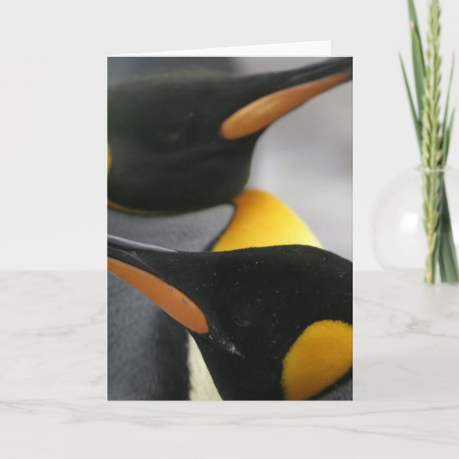 Penguins Greeting Card (Front)