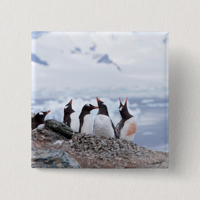 Penguins in Antarctica Button (Front)
