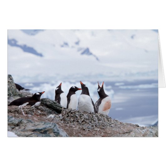 Penguins in Antarctica Cards (Front Horizontal)