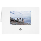 Penguins in Antarctica Cards (Back Horizontal)