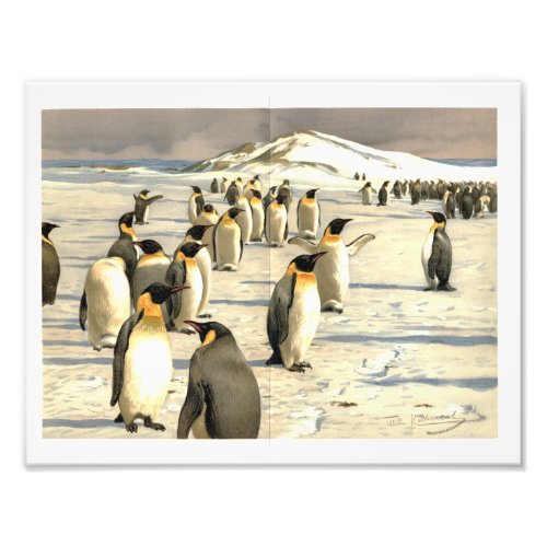 Penguins in Antarctica illustration Photo Print