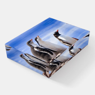 Penguins in Antarctica Paperweight