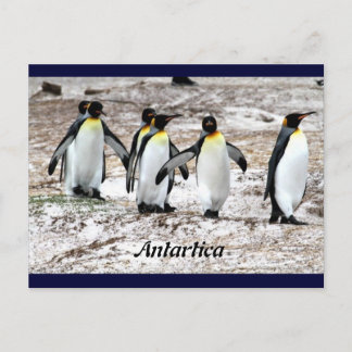 Penguins in frigid Antartic Postcard