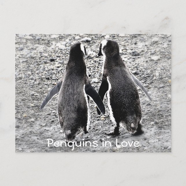 Penguins in Love Postcard (Front)