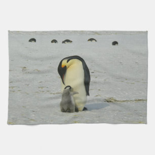 Penguins Kitchen Towels