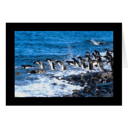 Penguins Leaping Cards (Front Horizontal)